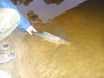 Barbe, 63cm, 2,55kg, gefangen im Mai 2011 von Marco Gieling in der Fulda auf Tauwurm. Zurueckgesetz da Schonzeit.