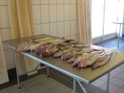 norge 2012 060.jpg