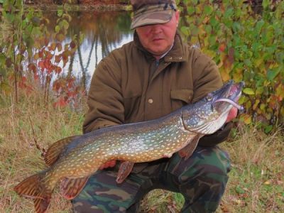 Hecht, 82cm, gefangen im Oktober von  Marco Gieling im Teich Wittig.
