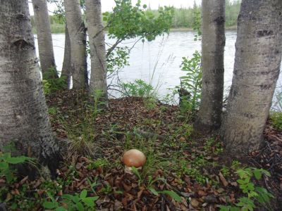 4-Raus aus Whitehorse, ab in die Wildnis.jpg