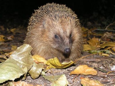 Bild 15 Igel.jpg