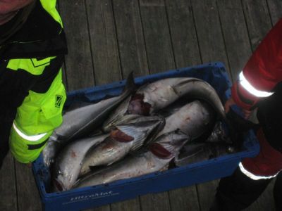 norge 2012 069.jpg