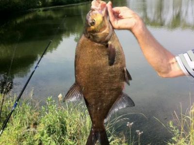 Brasse, 59 cm, gefangen im Juni 2012 von Horst Bachmann im Teich Wittig.