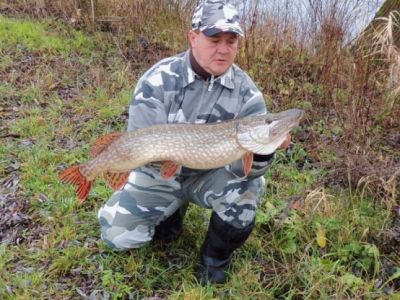 Hecht, 86cm,  5,6 kg,   gefangen im Januar von  Marco Gieling im Teich Wittig.