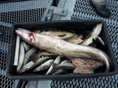 Fischkiste(1).jpg
