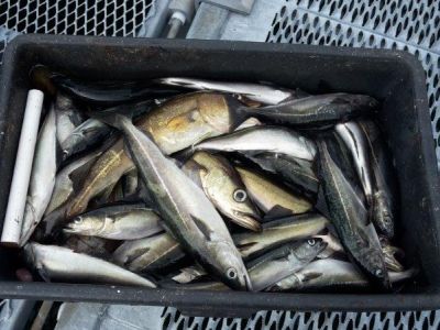 Fischkiste(2).jpg