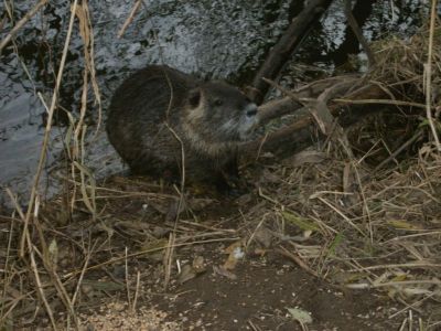 Nutria, ein Vegetarier.jpg