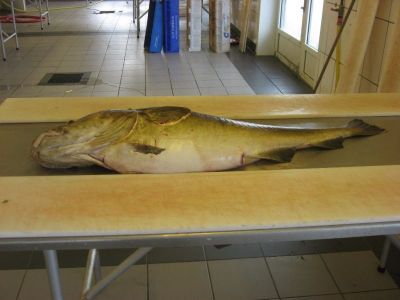 norge 2012 050.jpg