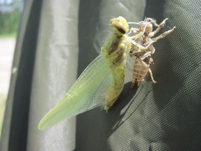 Bild 40 Libelle.jpg