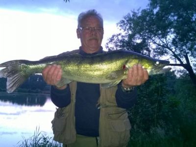 Zander, 80cm, 5kg, gefangen im Juni 2015 von Hans-Peter Lehmann im Stadtteich 1.