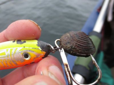 Die Muscheln haben gut gebissen.