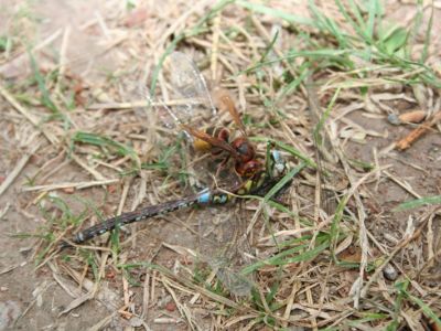 Bild 13 Hornisse frisst Libelle.jpg
