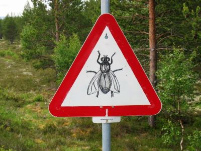 Bild 39 Wildwechsel.jpg
