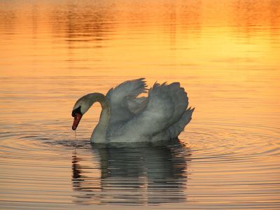 Bild 18 Schwan.jpg