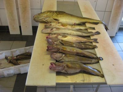 norge 2012 055.jpg