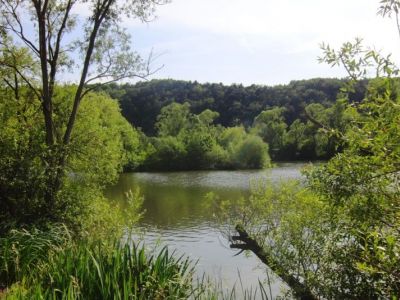 Insel im Stadtteich 2 - 03.06.2011.jpg
