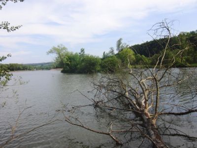 Stadtteich 2-Juni 2011.jpg