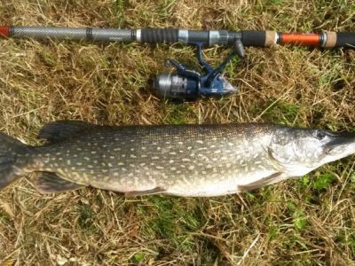 Hecht 89cm,  5,15kg,  gefangen im Jini 2014 von Gerhard Wendel im Teich Wittig.