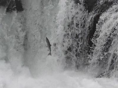95-Moricetown-Lachs beim Aufstieg.jpg