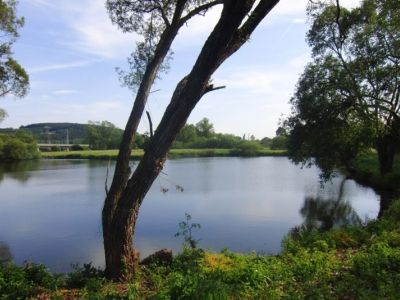 Teich Wittig  - 03.06.2011.jpg