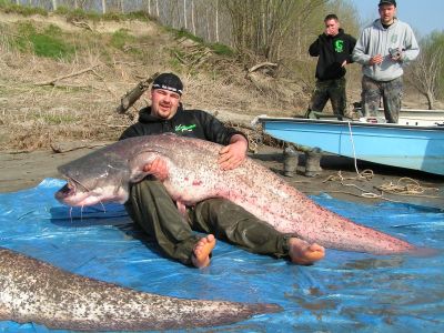 Waller 2,11m gefangen im Po in Italien. April 2005 von Mirco Frank.