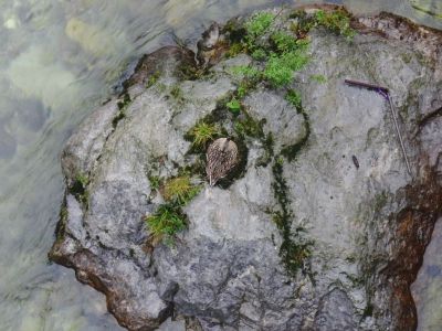 Bild 31 Suchbild.jpg