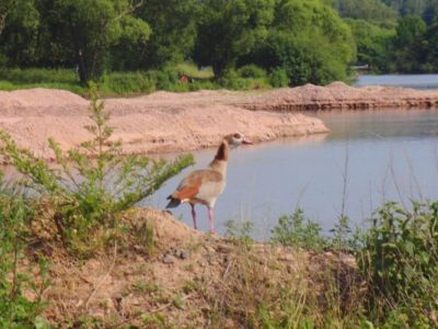 Stadtteich 2 - Nilgans.jpg