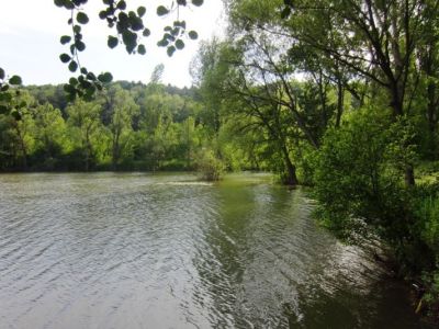 Stadtteich 2_ Anfang Juni.jpg