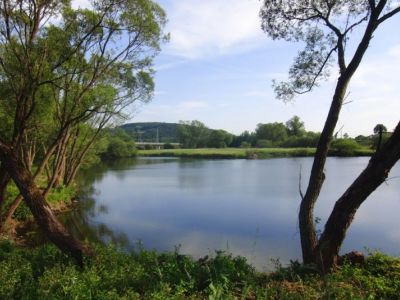 Teich Wittig- 03.06.2011.jpg