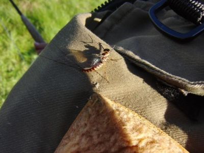 5. Grosse rote Maifliege Ribnik.jpg