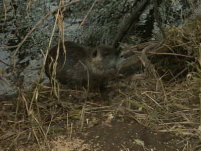 Nutria, ploetzlicher Besuch am Angelplatz.jpg