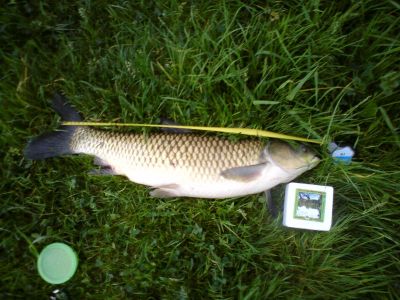 Graskarpfen, 75cm,  4,650 kg,  Made, gefangen im April 2010 von Dieter Holstein im Teich Berkwiese (Teich Breitenbach).