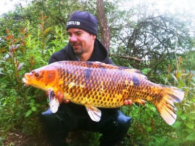 Karpfen (Koi), gefangen im Juni 2014 von Thomas im Stadtteich 1.
