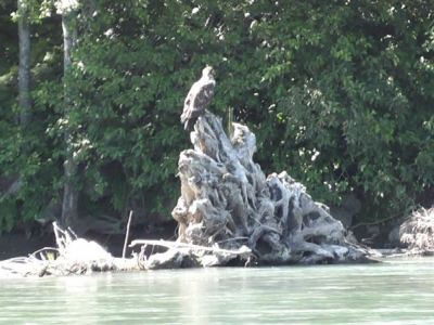 37-Adler fischten auch mit uns.jpg