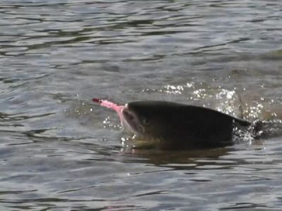 28-Pink vor der Landung.jpg
