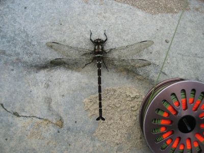 Bild 38 Fliegenmuster.jpg