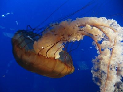 154-Vancouver-Aquarium.jpg
