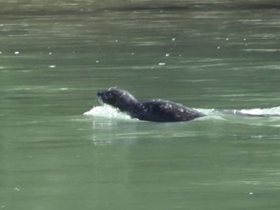73-Seehund im Kitimat.jpg
