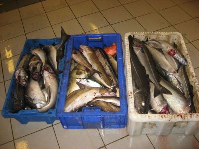 norge 2012 073.jpg