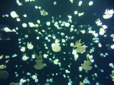 155-Vancouver-Aquarium.jpg