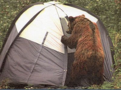 1b-Grizzly zu Besuch.jpg
