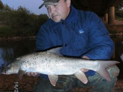 Barbe, 63cm, 2,55kg, gefangen im Mai 2011 von Marco Gieling in der Fulda auf Tauwurm.