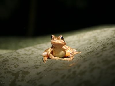 Bild 14 Frosch.jpg