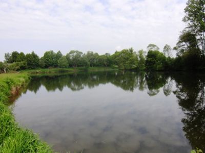 Teich_Wittig_Mai.jpg