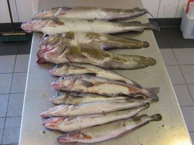 norge 2012 061.jpg